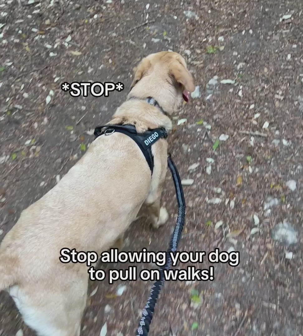 Hale&Hound No Pull Dog Harness