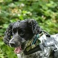 Ethan P.'s dog