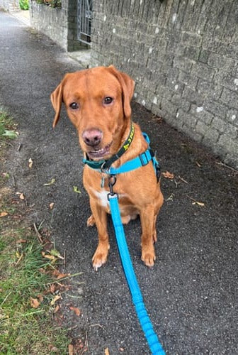 Customer photo: a fox-red Labrador sitting on a path in a sky blue hale&hound harness