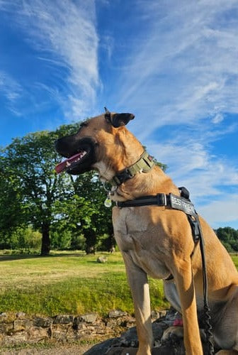 Customer photo: a Belgian Malinois under a blue sky in an olive hale&hound harness