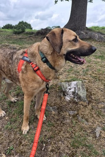 Customer photo: a brindle dog in a field in an orange hale&hound harness