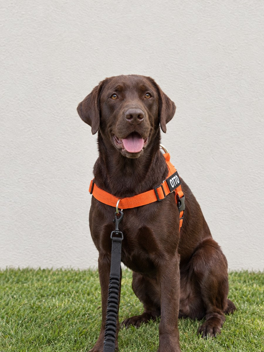 A chocolate Labrador sitting on the grass in an orange hale&hound harness, the lead clipped to the ring on his chest