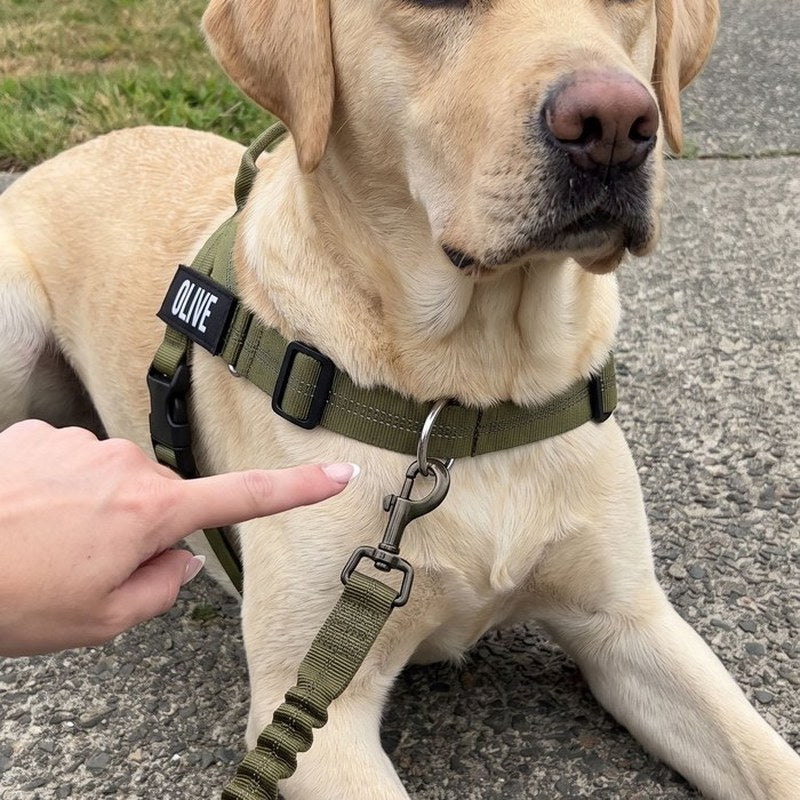 A finger pointing at the front ring of an olive harness, the lead clipped on the dog's chest