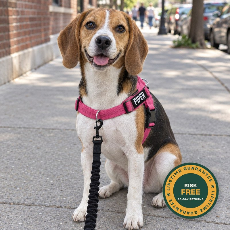 A Beagle sitting on a city sidewalk in a pink harness beside a lifetime guarantee seal