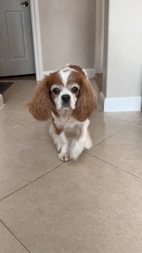 Bella, after