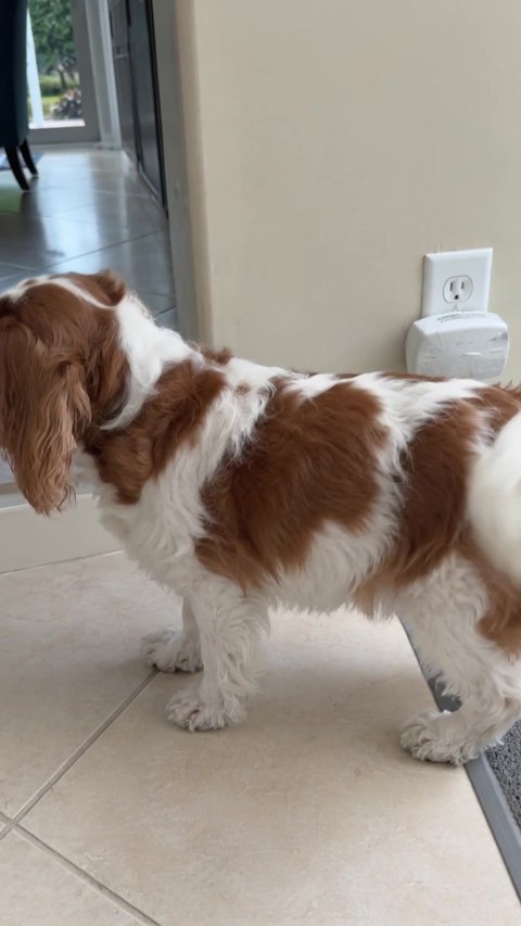 Bella, before