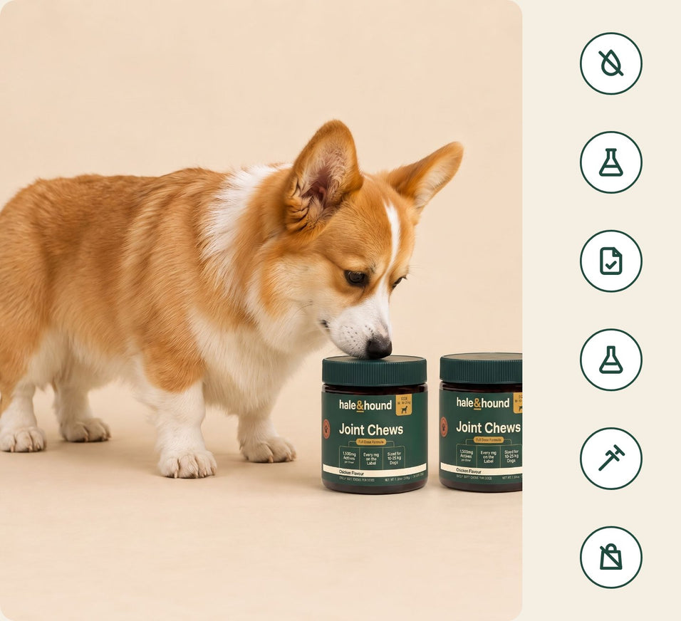 A corgi sniffing two jars of hale&hound Joint Chews beside a column of six icons for no dyes, precise dosing, certificate of analysis, lab testing, no hormones, and no fillers