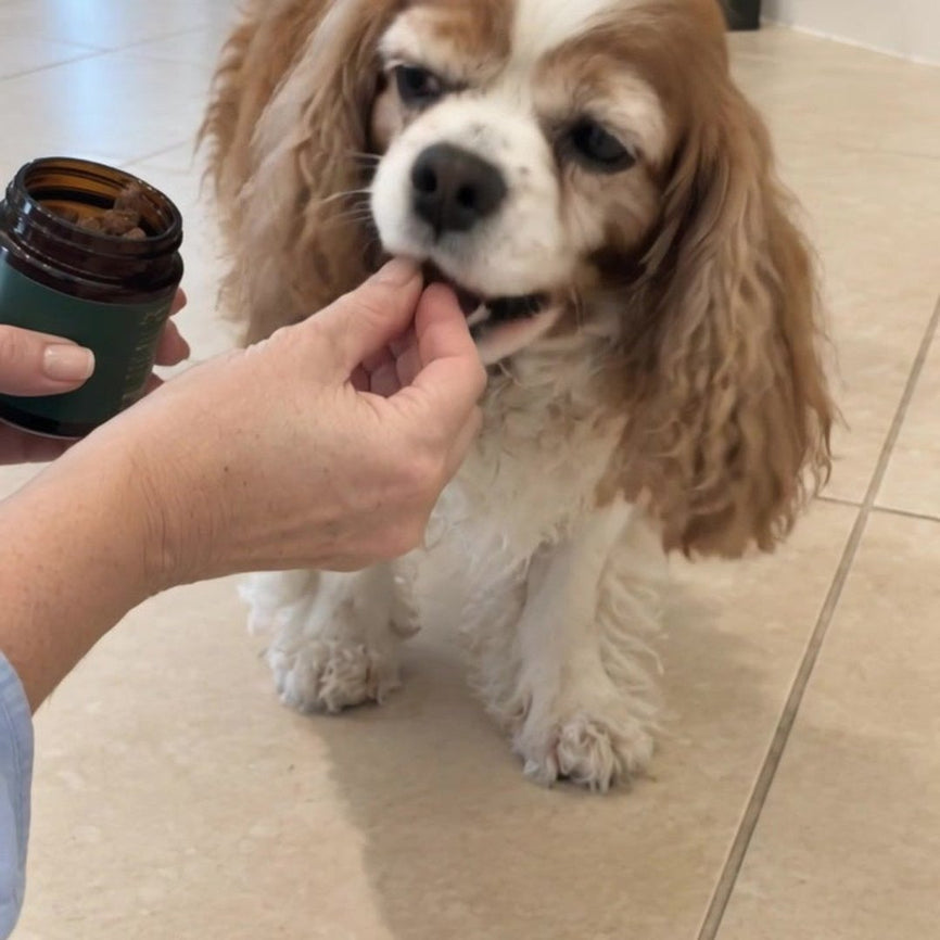 A hand offering a hale&hound chew to a cavalier spaniel leaning in.