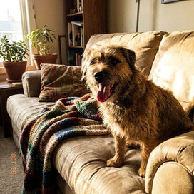 Michelle’s senior terrier resting on the couch